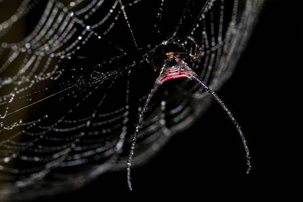 czerwony długorogi pająk -tkacz kulowy (macracantha arcuata) - orb web spider zdjęcia i obrazy z banku zdjęć