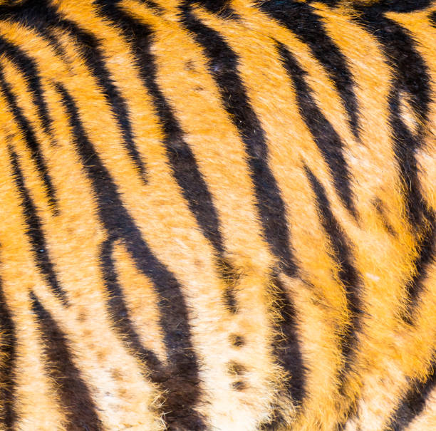 istock Animal skins texture of Tiger 1061554818
