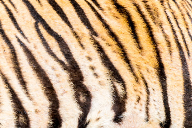 istock Animal skins texture of Tiger 1061555826