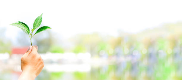 istock Man holding up Little tree in hand. Panorama background. 1061564318