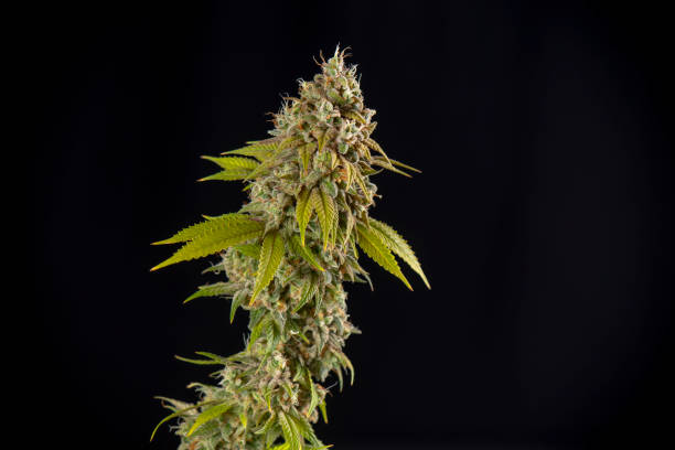 istock Cannabis cola from Oak Tree marijuana strain isolated over black background 1061564354