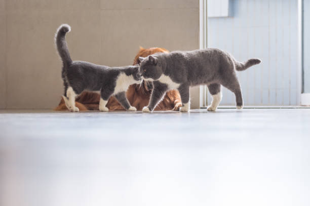 istock Golden retriever and British short Hairy Cat 1061565986