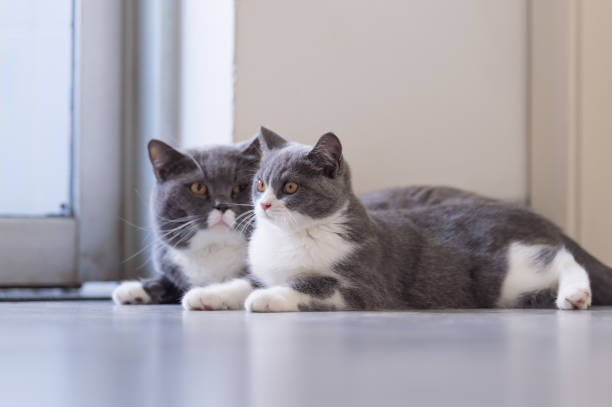 istock British short hair cat Daddy and Kitten 1061565996