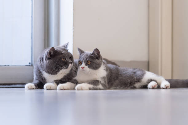 istock British short hair cat Daddy and Kitten 1061566012