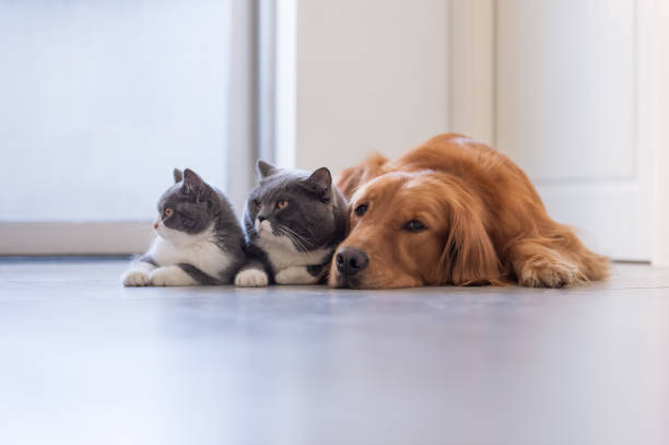 istock Golden retriever and British short Hairy Cat 1061567562