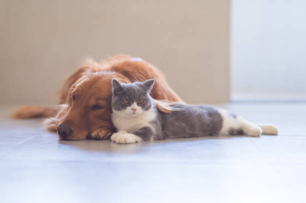 istock Golden retriever and British short Hairy Cat 1061567608