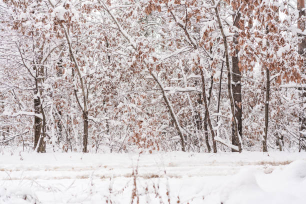 Winter forest scene in rural Manitoba Canada