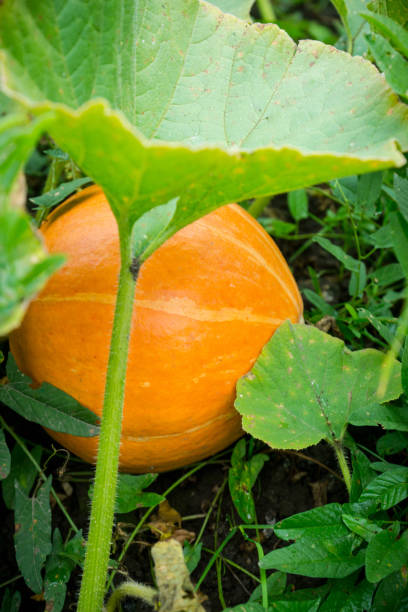 istock Pumpkin growth in the garden 1061569464