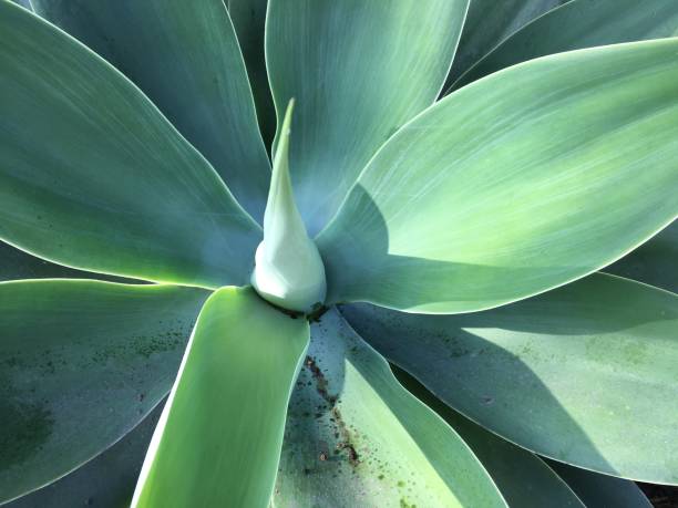 istock Green Succulent in the Sun 1061572638