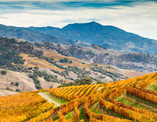 Alexander Valley Autumn Amber vineyards paint the sides of the Alexander Valley, with Mount St. Helena in the background. Sonoma County, California, USA sonoma county stock pictures, royalty-free photos & images