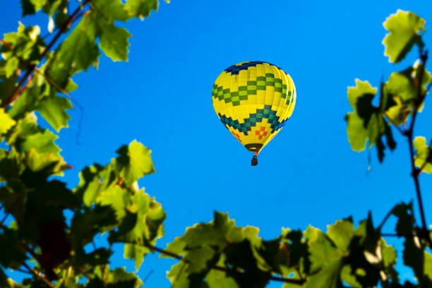 A hot air balloon drifts among the vineyards with crystal clear sky above. Sonoma County, California, USA