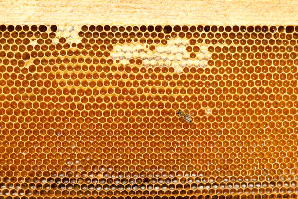 istock closeup of bees on honeycomb in apiary 1061578058