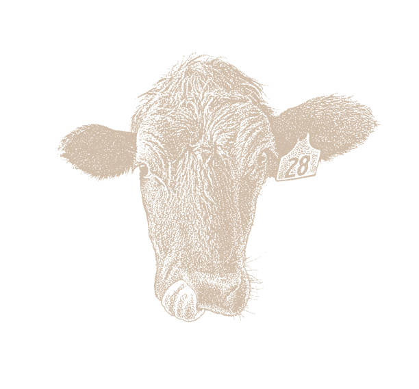 istock Close up of a Cow sticking out tongue 1061583952