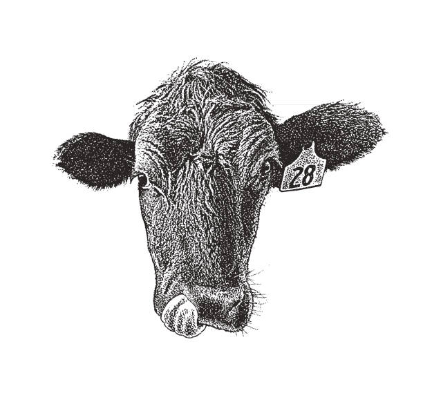 istock Close up of a Cow sticking out tongue 1061583954