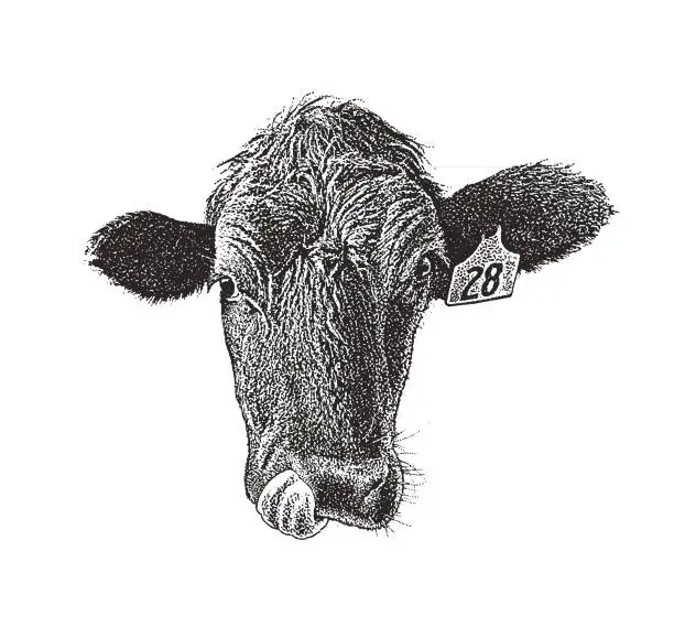 Vector illustration of Close up of a Cow sticking out tongue