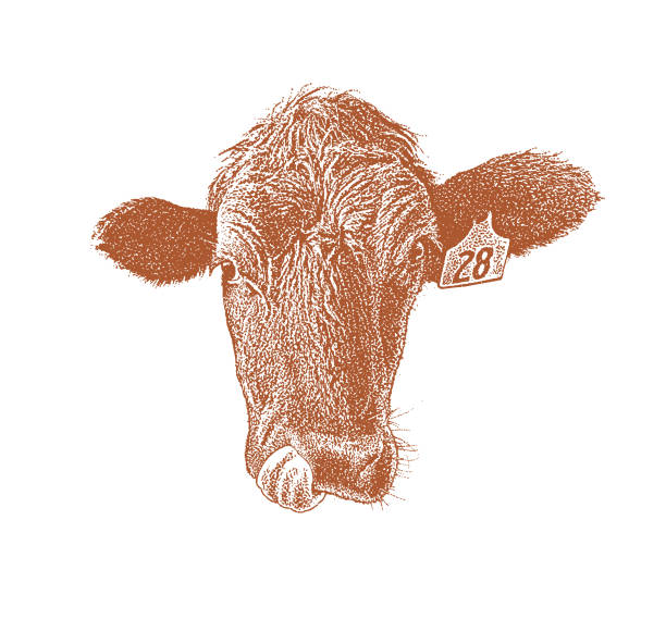 istock Close up of a Cow sticking out tongue 1061583966