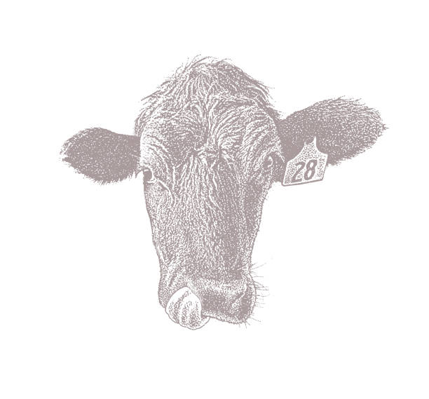 istock Close up of a Cow sticking out tongue 1061583988