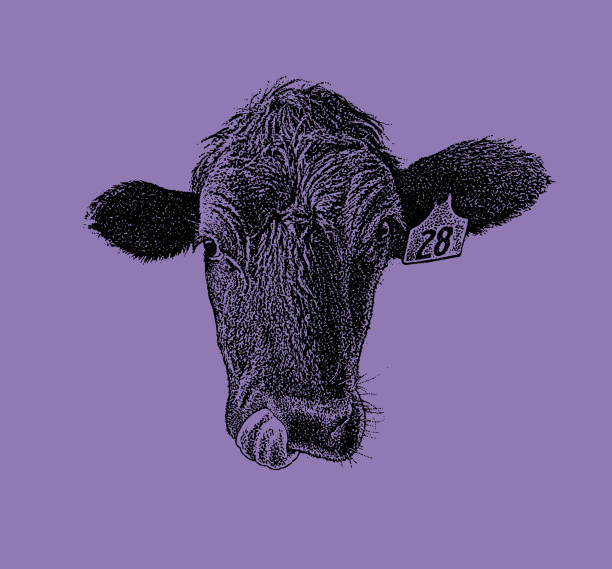 istock Close up of a Cow sticking out tongue 1061584026