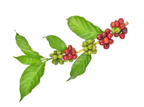 istock Fresh coffee beans isolated on white background 1061586638