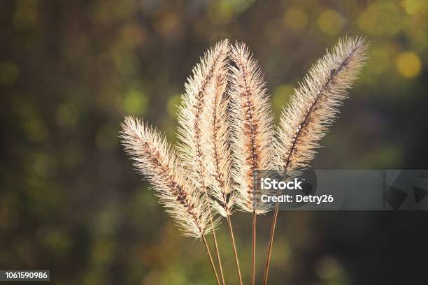 Setaria Pumila Foxtail Kuning Rumput Bulu Kuning Rumput Merpati Atau