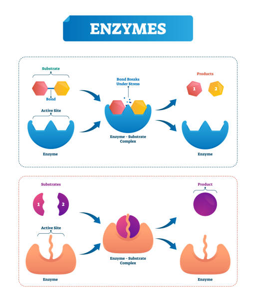 enzym-vektor-illustration. markierte rad- und diagramm mit katalysatoren. - enzyme stoffwechsel stock-grafiken, -clipart, -cartoons und -symbole