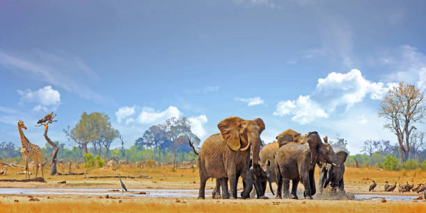 красивая сцена водоема со слонами и жирафами с ярким облачным небом - hwange national park стоковые фото и изображения