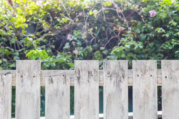 istock White old wooden fence with flower and tree 1061597626
