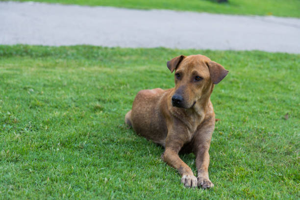 istock Happy brown dog rolls and turns on the green grass 1061598078