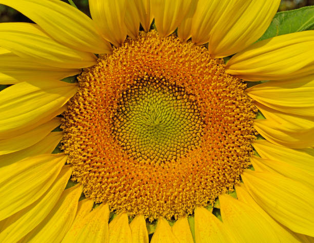 istock Sunflower natural background. Sunflower blooming 1061603324