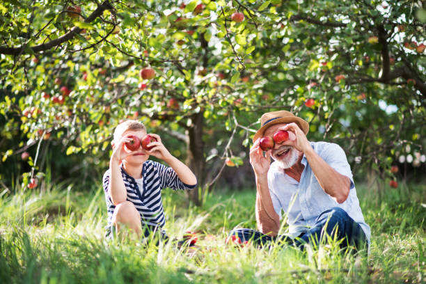 un uomo anziano con nipote che si diverte quando raccoglie mele nel frutteto in autunno. - orchard child crop little boys foto e immagini stock