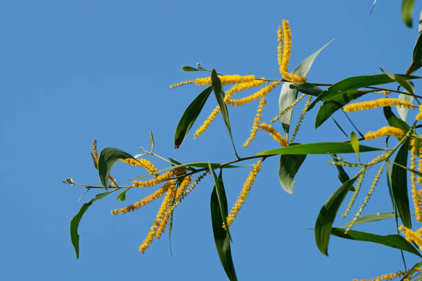 istock Acacia auriculiformis flowers and branches against the blue sky 1061608062