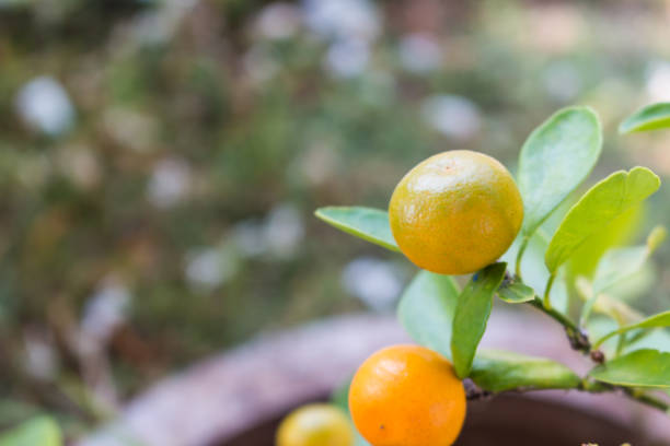 istock Orange tree fruits and green leaves 1061608196