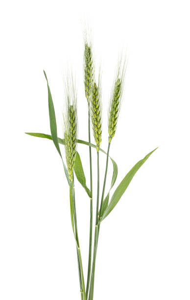 istock Green spikelets of wheat isolated on white background 1061608470
