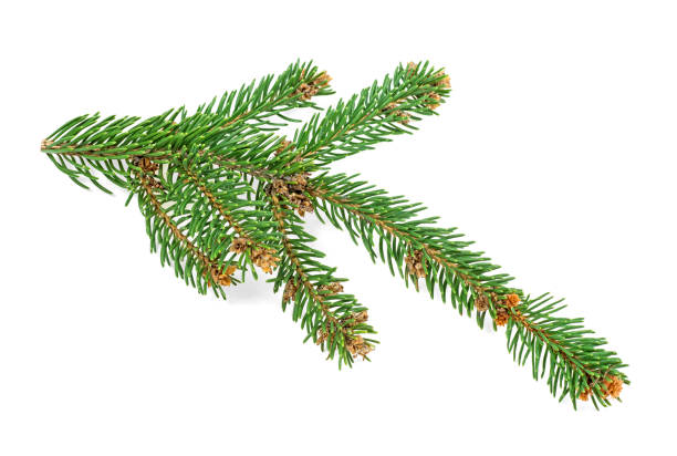 istock Twig of Christmas tree isolated on white background 1061608510