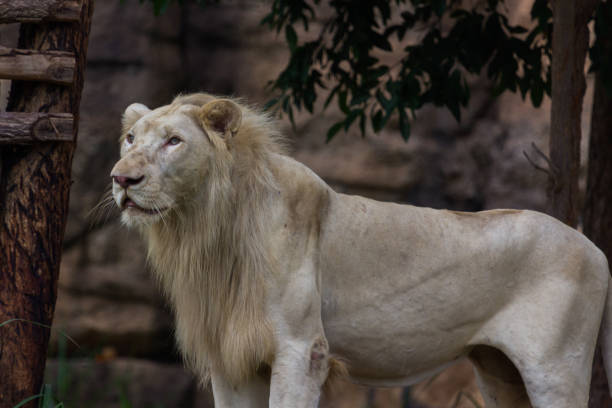 leone bianco in piedi e vedere - indochina wild animals cats travel locations foto e immagini stock