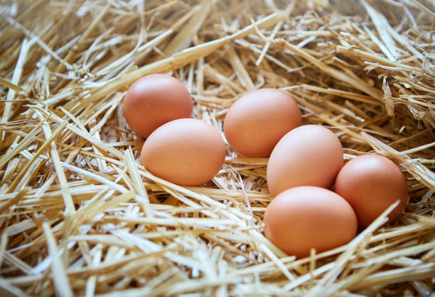 istock Six sunlit new-laid eggs in a straw nest 1061610456