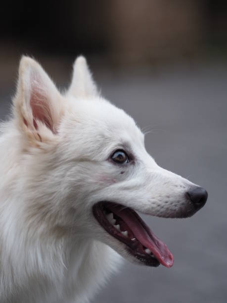 istock White dog,Japanese spitz Cute Pets 1061611528