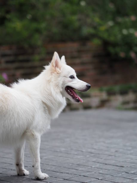 istock White dog,Japanese spitz Cute Pets 1061611576