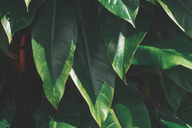 istock Tropical leaves texture background, dark green. 1061614296