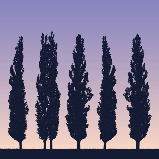 ilustraciones, imágenes clip art, dibujos animados e iconos de stock de ilustración realista de un paisaje y una fila de álamos como un cortavientos en la orilla de la hierba bajo un cielo azul púrpura con el levantamiento o la puesta de sol - vector - ciprés