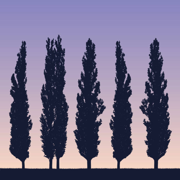 ilustrações de stock, clip art, desenhos animados e ícones de realistic illustration of a landscape and row of poplars like a windbreak on the shore of grass under a purple blue sky with the rising or setting sun - vector - poplar tree illustrations