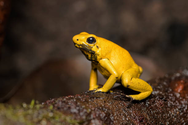 Golden poison frog