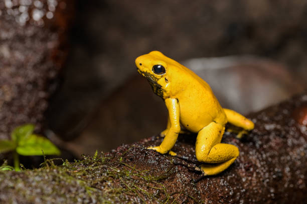 istock Golden poison frog 1061614716