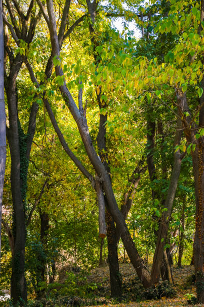 istock Beautiful Autumn Scene in the Park 1061614814