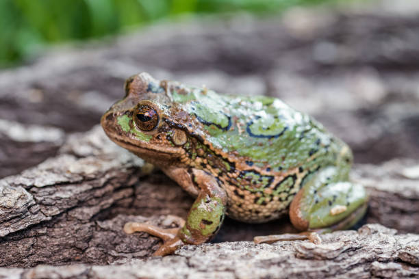 Riobamba marsupial frog sitting on a tree bark