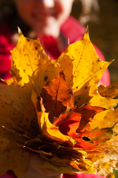 Autumn leaves are in hand