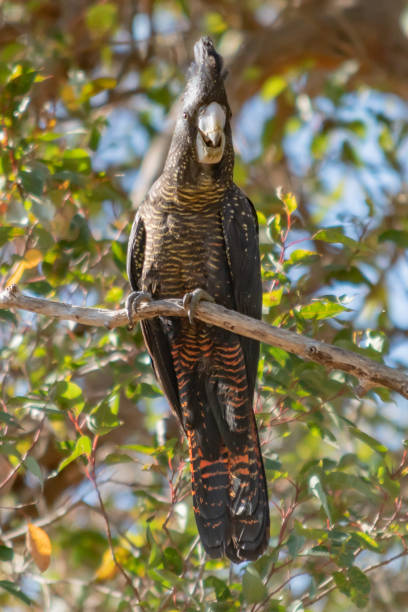 istock Female Forest Red-tailed Black-Cockatoo 1061620738