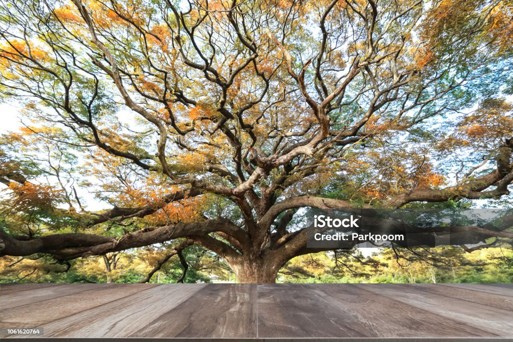 Abstract Tree Table Empty Wooden Table With Big Tree As Background Stock Photo - Download ...