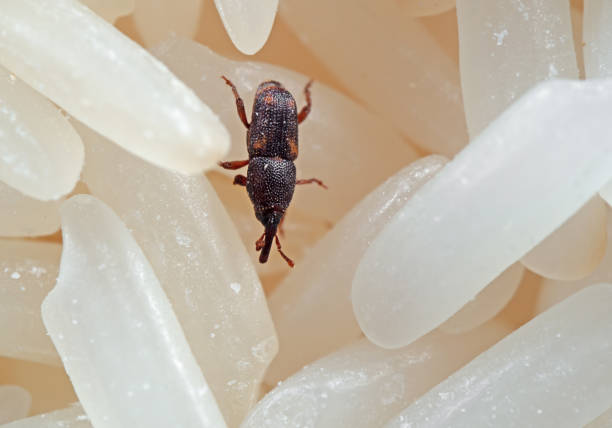 istock Macro Photo of Rice Weevil or Sitophilus oryzae on Raw Rice 1061622108