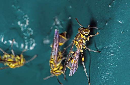 Macro Photography of Wasp on Blue Green Metal Material